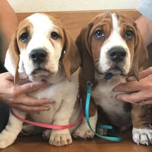 Meet your Posher, Brandy